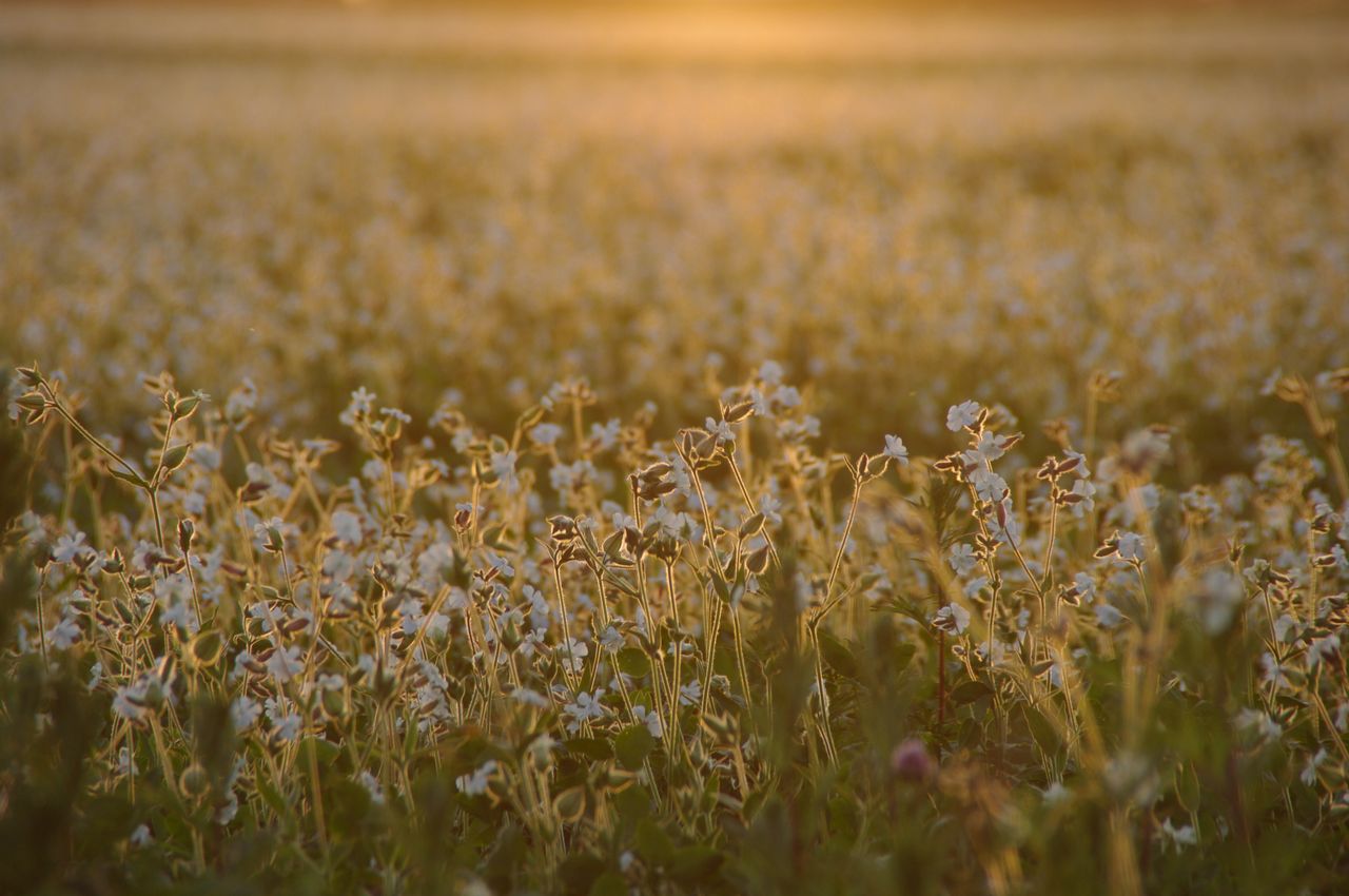 A serene summer evening with a golden sunset illuminating a peaceful flower field.